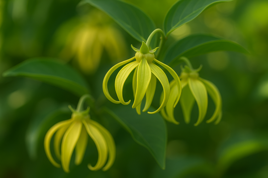 🌸 Ylang Ylang: The “Flower of Flowers” for Body & Soul