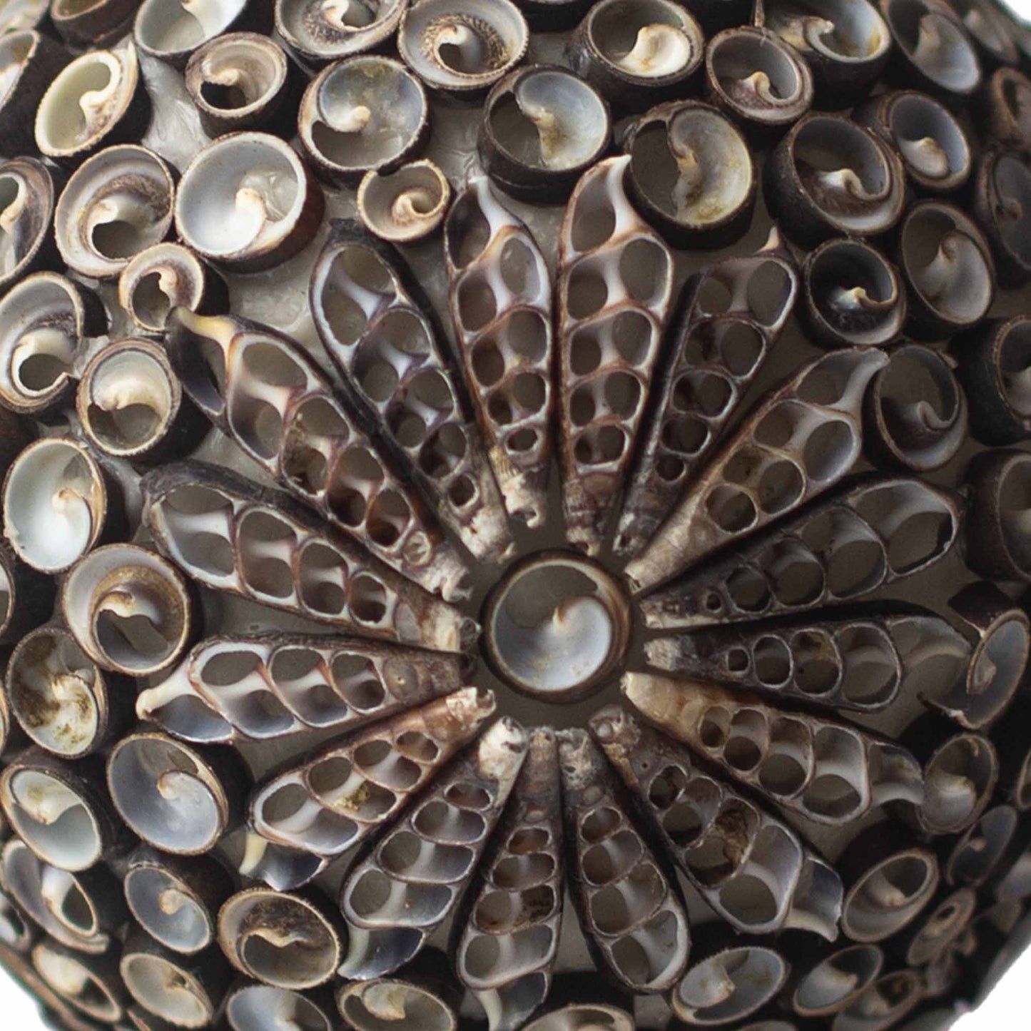 Boho-Muschellampe – Schokoladenbraunes Oval